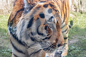 Siberian Tiger, Panthera tigris altaica. Portrait