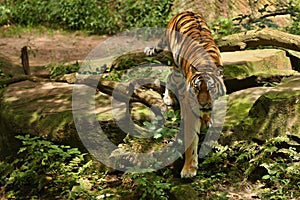 Siberian tiger, Panthera tigris altaica, posing directly in front of the photographer.