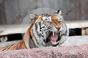 Siberian tiger (Panthera tigris altaica) showing teeth