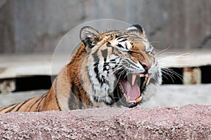 Siberian tiger (Panthera tigris altaica) showing teeth