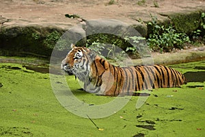 Siberian tiger, Panthera tigris altaica, swimming in the water directly in front of the photographer.