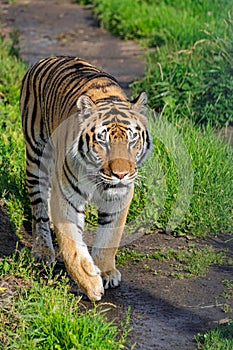 Siberian tiger, Panthera tigris altaica, walking