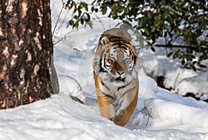 Siberian tiger, Panthera tigris altaica, walking towards camera in the snow in the winter forest.