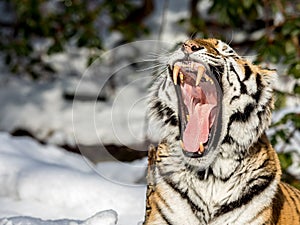 Siberian tiger, Panthera tigris altaica, yawning with a big open mouth, showing teeth and tounge. Snow on the ground