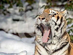 Siberian tiger, Panthera tigris altaica, yawning with a big open mouth, showing teeth and tounge. Snow on the ground