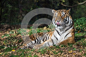 The Siberian tiger,Panthera tigris altaica in the zoo