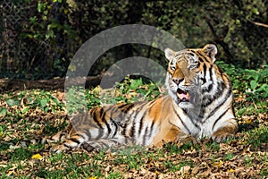 The Siberian tiger,Panthera tigris altaica in the zoo