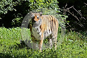 The Siberian tiger,Panthera tigris altaica in the zoo