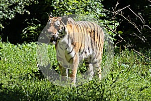 The Siberian tiger,Panthera tigris altaica in the zoo