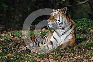 The Siberian tiger,Panthera tigris altaica in the zoo