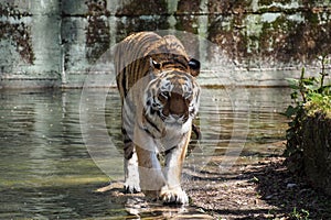 The Siberian tiger,Panthera tigris altaica in the zoo