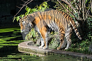 The Siberian tiger,Panthera tigris altaica in the zoo