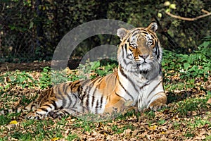 The Siberian tiger,Panthera tigris altaica in the zoo