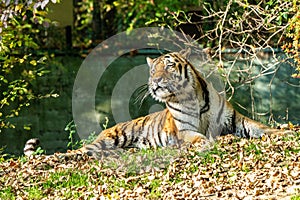 The Siberian tiger,Panthera tigris altaica in the zoo