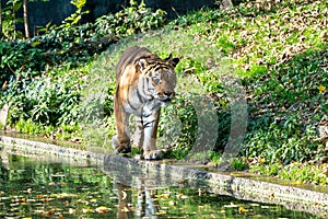 The Siberian tiger,Panthera tigris altaica in the zoo