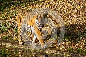 The Siberian tiger,Panthera tigris altaica in the zoo