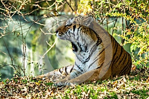 The Siberian tiger,Panthera tigris altaica in the zoo