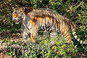 The Siberian tiger,Panthera tigris altaica in the zoo