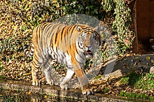 The Siberian tiger,Panthera tigris altaica in the zoo