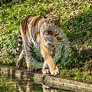 The Siberian tiger,Panthera tigris altaica in the zoo