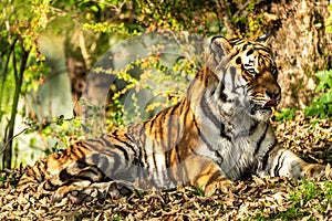 The Siberian tiger,Panthera tigris altaica in the zoo