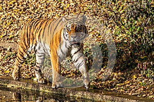 The Siberian tiger,Panthera tigris altaica in the zoo