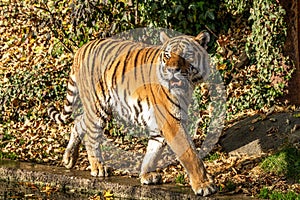 The Siberian tiger,Panthera tigris altaica in the zoo