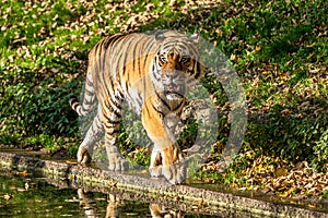 The Siberian tiger,Panthera tigris altaica in the zoo