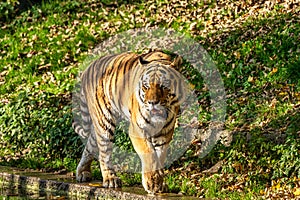 The Siberian tiger,Panthera tigris altaica in the zoo