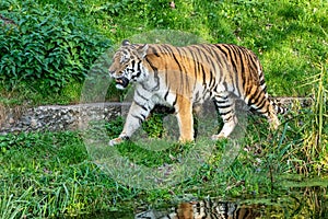 The Siberian tiger,Panthera tigris altaica in the zoo