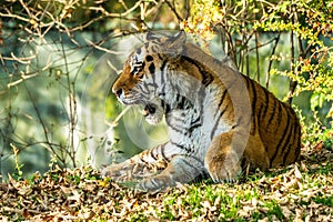 The Siberian tiger,Panthera tigris altaica in the zoo