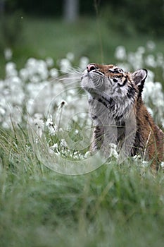 The Siberian tiger Panthera tigris Tigris, or  Amur tiger Panthera tigris altaica in the grassland