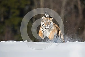 The Siberian Tiger, Panthera tigris tigris