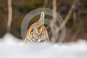 The Siberian Tiger, Panthera tigris tigris