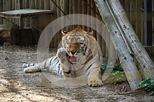 The Siberian tiger Panthera tigris tigris, also Amur tiger Panthera tigris altaica portrait on a dark background. Beautiful ma