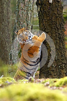 The Siberian tiger Panthera tigris tigris also called Amur tiger Panthera tigris altaica in the forest, Young female tiger in