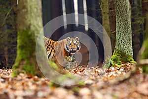 The Siberian tiger Panthera tigris tigris also called Amur tiger Panthera tigris altaica in the forest, Young female tiger in