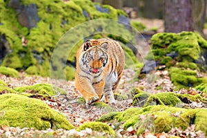 The Siberian tiger Panthera tigris tigris also called Amur tiger Panthera tigris altaica in the forest, Young female tiger in