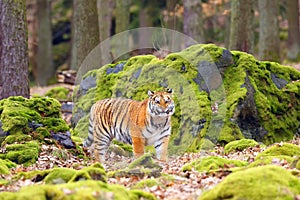 The Siberian tiger Panthera tigris tigris also called Amur tiger Panthera tigris altaica in the forest, Young female tiger in