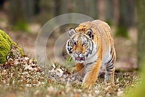 The Siberian tiger Panthera tigris tigris also called Amur tiger Panthera tigris altaica in the forest, Young female tiger iÃ­