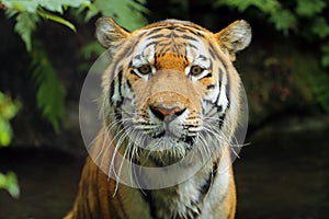 The Siberian tiger Panthera tigris tigris, also called the Amur tiger Panthera tigris altaica portrait on a dark background.