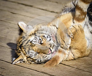 The Siberian tiger Panthera tigris tigris also called Amur tiger Panthera tigris altaica in the ZOO