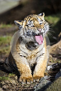 The Siberian tiger Panthera tigris tigris also called Amur tiger Panthera tigris altaica in the ZOO