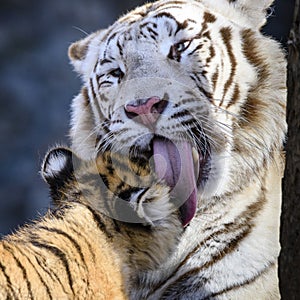 The Siberian tiger Panthera tigris tigris also called Amur tiger Panthera tigris altaica in the ZOO