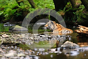 The Siberian tiger Panthera tigris Tigris, or  Amur tiger Panthera tigris altaica in the forest walking in a river