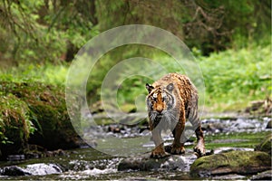 The Siberian tiger Panthera tigris Tigris, or  Amur tiger Panthera tigris altaica in the forest walking in a river