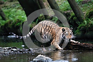 The Siberian tiger Panthera tigris Tigris, or  Amur tiger Panthera tigris altaica in the forest walking in a river