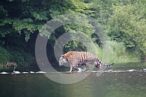 The Siberian tiger Panthera tigris Tigris, or  Amur tiger Panthera tigris altaica in the forest walking in a water