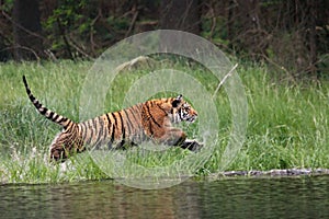 The Siberian tiger Panthera tigris Tigris, or  Amur tiger Panthera tigris altaica in the forest walking in a water