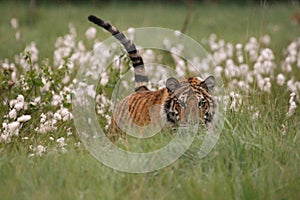 The Siberian tiger Panthera tigris Tigris, or  Amur tiger Panthera tigris altaica in the grassland